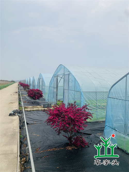 湖南金年会生态环境建设有限公司,人造草坪假草皮,湖南雨水收集处理工艺